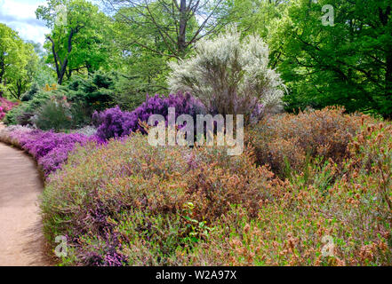 Allée bordée d'arbres, et violet, rose et blanc des buissons à fleurs et arbustes au printemps à Isabella Plantation, Richmond Park, au sud-ouest de Londres, Angleterre Banque D'Images