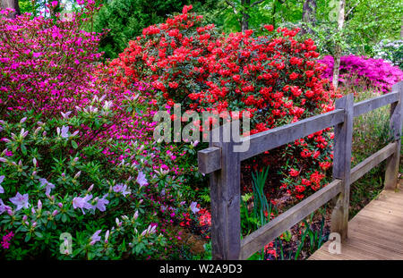 Pont en bois rustique avec des arbustes de violet, rouge et blanc, fleurs et feuillage vert arbres au printemps à Isabella Plantation dans Richmond Park, Londres. Banque D'Images