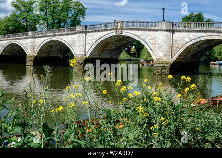 À nord à Richmond Bridge à partir de la rive sud de la Tamise avec des fleurs jaunes et feuillage vert en premier plan. Le Grand Londres, Angleterre. Banque D'Images