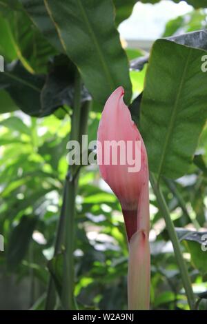 Etlingera elatior torche gingembre, gingembre, fleur, red ginger lily, lily torche, gingembre sauvage, combrang, bunga kantan, Philippine, 火炬姜 fleur de cire Banque D'Images