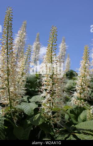 Hydrangea paniculata, floraison blanc arbre. Banque D'Images