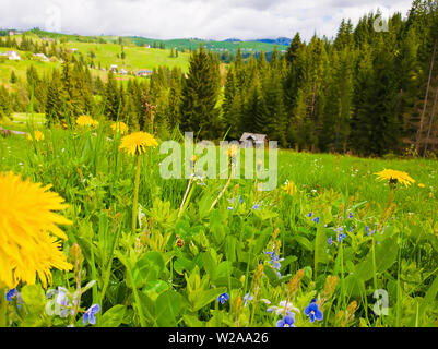 Close up fleurs de pissenlits jaunes et de petites fleurs bleues sur les Carpates hills. Scène de printemps merveilleux, Green grass meadow sur un vieux village bac Banque D'Images