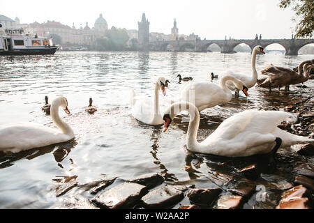 Cygnes et canards nagent le long de la rivière Vltava à Prague en République tchèque. Dans l'arrière-plan est le Pont Charles. Banque D'Images