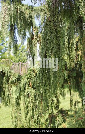 Cèdre pleureur, Alaska Alaska cyprès de Nootka, cyprès, cèdre, Nootka Alaska cèdre jaune, jaune, cyprès de Nootka cèdre jaune, l'épinette, faux cyprès. Banque D'Images