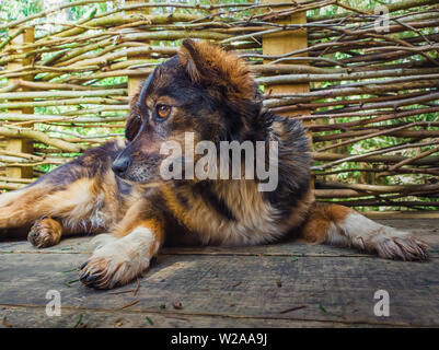 Portrait d'une adorable chien bâtard fixant une brindille en plein air au cours de l'arrière-plan de clôture. Race mixte marron rayé chiot à asid attentif Banque D'Images