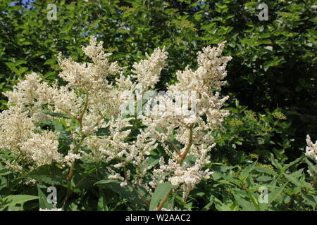 Hydrangea paniculata, floraison blanc arbre. Banque D'Images