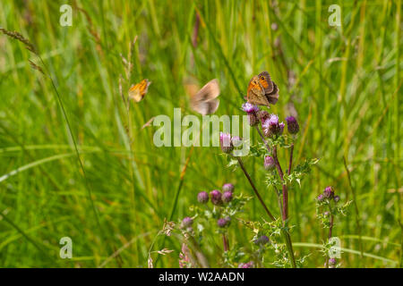 Royaume-uni : la faune papillons multiples (skipper et prairie bruns) sur thistle fleurs dans la campagne. Banque D'Images