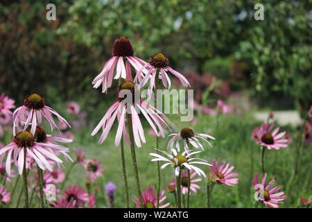 Bel été coneflowers, Echinacea purpurea, poussent à l'état sauvage dans un champ. Banque D'Images