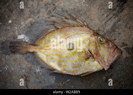 Un John Dory, Zeus faber, qui a été pris dans la Manche. Le John Dory est également connu sous le nom de St Peter's fish, et la marque des ténèbres sur ses côtés est sai Banque D'Images