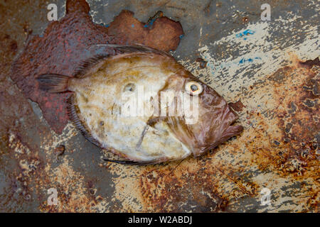 Un John Dory, Zeus faber, qui a été pris dans la Manche. Le John Dory est également connu sous le nom de St Peter's fish, et la marque des ténèbres sur ses côtés est sai Banque D'Images