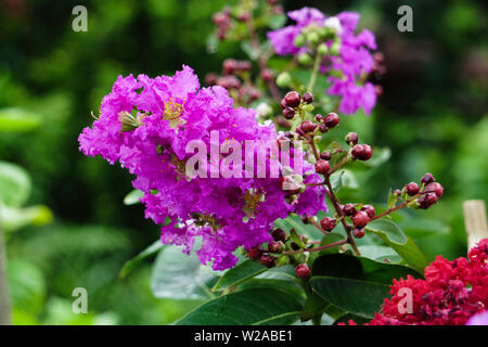 Belle fleur lilas mauve dans le jardin vert Banque D'Images