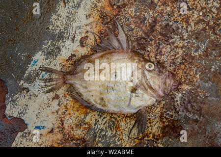 Un John Dory, Zeus faber, qui a été pris dans la Manche. Le John Dory est également connu sous le nom de St Peter's fish, et la marque des ténèbres sur ses côtés est sai Banque D'Images