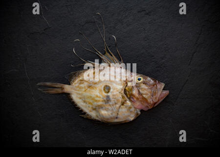 Un John Dory, Zeus faber, qui a été pris dans la Manche. Le John Dory est également connu sous le nom de St Peter's fish, et la marque des ténèbres sur ses côtés est sai Banque D'Images