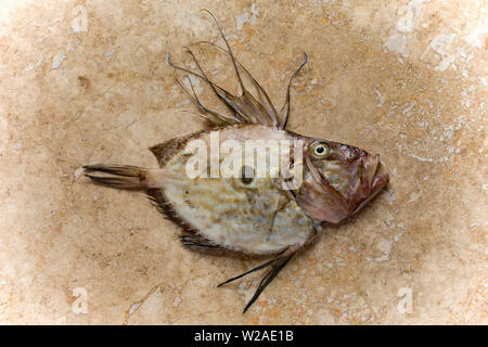 Un John Dory, Zeus faber, qui a été pris dans la Manche. Le John Dory est également connu sous le nom de St Peter's fish, et la marque des ténèbres sur ses côtés est sai Banque D'Images