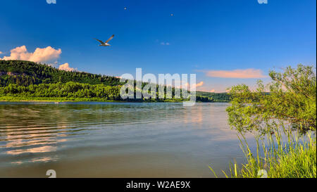 Les mouettes volent au-dessus de l'eau de la rivière au coucher du soleil d'été rose. Belle soirée d'été paysage sur rivertside avec rose doux nuages. Rivière avec green dens Banque D'Images