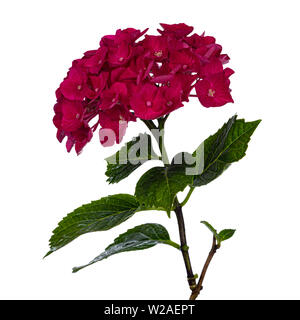 Vue latérale d'hortensia rose foncé /rouge avec fleurs feuilles vertes, isolé sur fond blanc. Banque D'Images