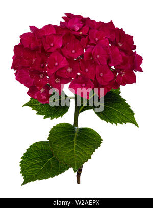 Vue latérale d'hortensia rose foncé /rouge avec fleurs feuilles vertes, isolé sur fond blanc. Banque D'Images
