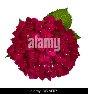 Vue de dessus /rouge-rose Hortensia fleur avec feuilles vertes, isolé sur fond blanc. Banque D'Images