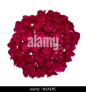 Pour voir d'hortensia rose foncé /rouge fleur, isolé sur fond blanc. Banque D'Images