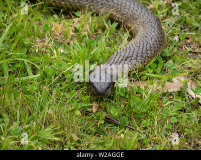 Tasmanian tiger snake head close-up Banque D'Images