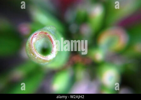 Plan Macro sur Crassula Ovata Gollum (JADE). Banque D'Images