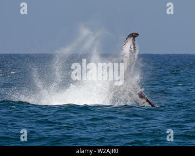 Baleine à bosse (Megaptera novaeangliae), Boa Vista, Cap Vert Banque D'Images
