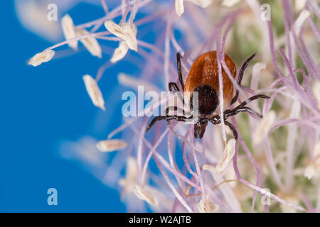 Tique sur la floraison femelle tête herbe, fond de ciel bleu. Ixodes ricinus. Parasite dangereux ramper sur blanc-violet Floraison. Tique ixodide. L'encéphalite. Banque D'Images