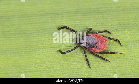 Tique infectieuses détail. Acariens dangereux. Ixodes ricinus. Acari. Gros plan sur parasite répugnant à rayures vert texture de la feuille d'herbe. Danger dans la nature. Banque D'Images