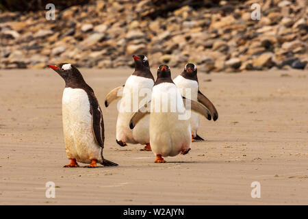 Trois manchots sur face à l'appareil photo à pied sur la plage sur l'île de la carcasse dans une typique jaunty la mode. Jolie photo. Banque D'Images