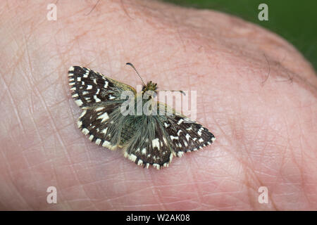 (Pyrgus malvae Grizzled Skipper) assis sur un bras de l'homme, Dorset, England, UK Banque D'Images