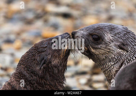 Deux jeunes otaries à fourrure antarctiques saluent Ils reniflent les uns les autres presque se toucher le nez et les moustaches de brosse. on est aveugle Stromness Géorgie du Sud Banque D'Images