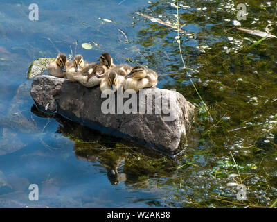 Une rangée de cinq canetons petit mignon (Anas platyrhynchos) en équilibre sur un rocher au-dessus d'un ruisseau, Bradgate Park, Leicestershire, England, UK Banque D'Images