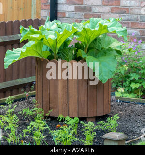 De plus en plus à l'intérieur de la rhubarbe précoce Timperley enceinte circulaire qui fournit une protection contre le vent et partielle, forçage potager domestique, UK Banque D'Images