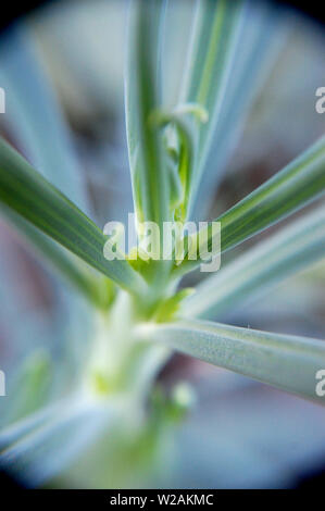 Plan Macro sur Senecio serpens (bâtonnets de craie bleue). Banque D'Images