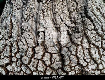 Beaucarnea recurvata ; pied d'éléphant l'écorce des arbres - texture ou fond copyspace Banque D'Images