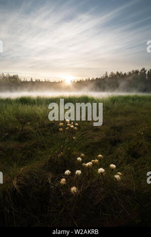 Fleur de thé Marsh et sunrise landscape Banque D'Images