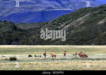 Un troupeau de guanaco (Lama guanicoe) veillant sur prairie dans le Parc National Torres del Paine en Patagonie chilienne. Banque D'Images