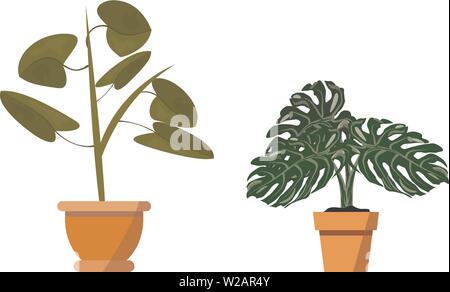 Plantes en pot isolé sur blanc. Vector set de deux plantes tropicales vert pot dans l'illustration de l'intérieur et de l'accessoires de dessin animé Illustration de Vecteur