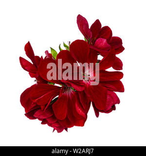 Vue de dessus de la direction générale de l'unique floraison fleurs géranium rouge. Isolé sur fond blanc. Banque D'Images