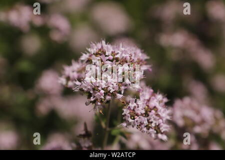 De minuscules fleurs violettes de l'origan plante Banque D'Images
