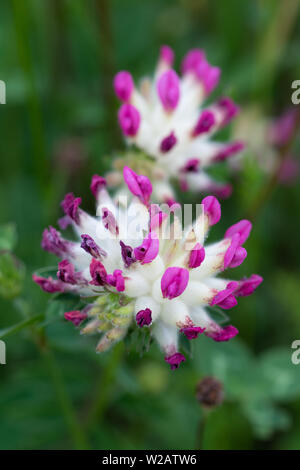 Red Kidney Vetch (Anthyllis vulneraria var. coccinea) flower Banque D'Images