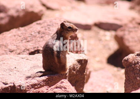 Golden-Mantled Ground Squirrel dans Estes Park, Colorado Banque D'Images