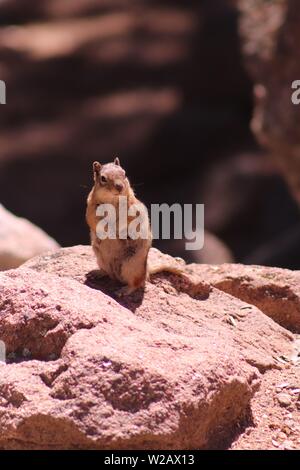 Golden-Mantled Ground Squirrel dans Estes Park, Colorado Banque D'Images