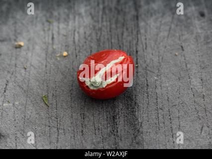 Close up of Rotten tomate cerise sur fond noir à découper Banque D'Images