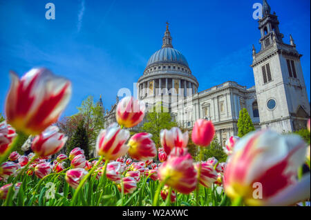 La Cathédrale St Paul, au centre de Londres, Angleterre, RU entouré de tulipes. Banque D'Images