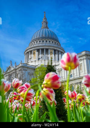 La Cathédrale St Paul, au centre de Londres, Angleterre, RU entouré de tulipes. Banque D'Images