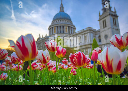 La Cathédrale St Paul, au centre de Londres, Angleterre, RU entouré de tulipes. Banque D'Images