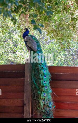 Peacock assis sur une clôture Banque D'Images