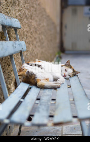 Cat Street à dormir sur un banc en italie Banque D'Images