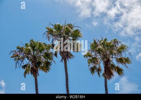 Palm Trees against blue sky Banque D'Images